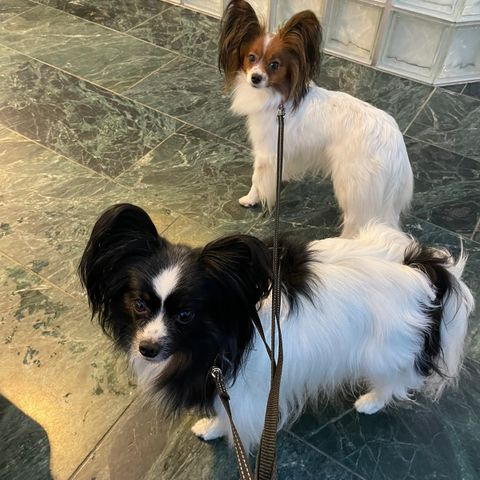 Papillon tispe 3 år