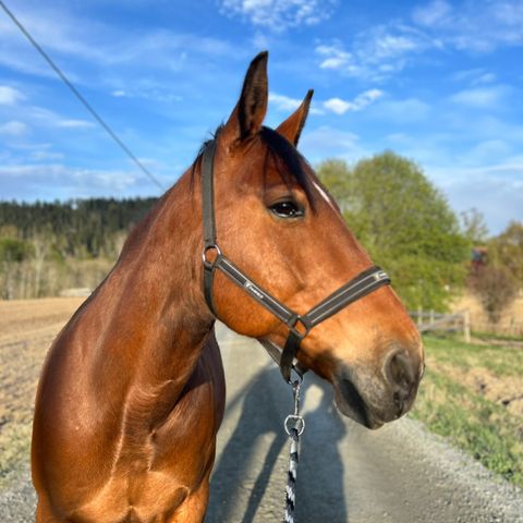 Hest settes ut på helfor