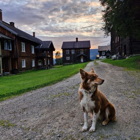 Border collie, gjeterhund