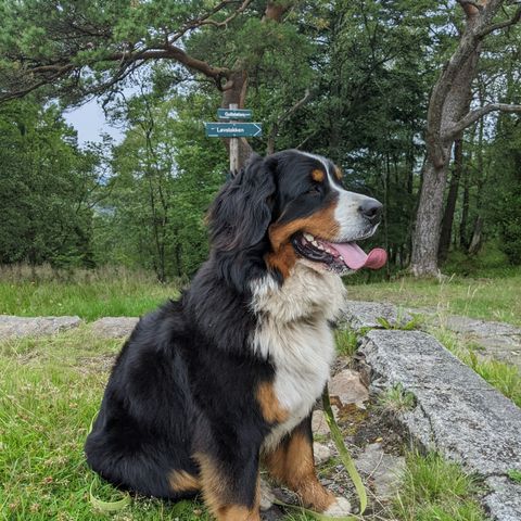 Bernersennen hund  omplasseres.