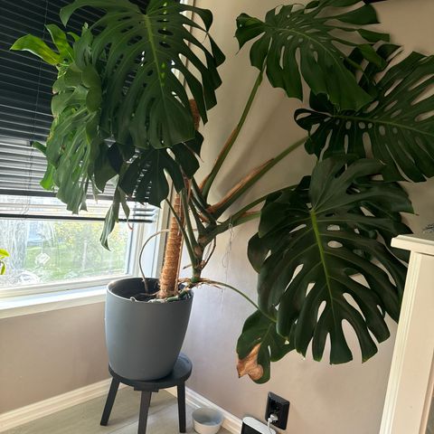 Stor Monstera