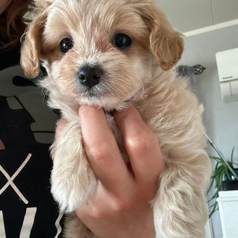 Maltipoo valper