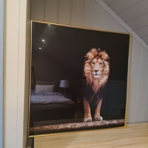 Lion glassbilde 100x100