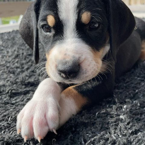 Dunker valper av kennel Maurvangen.