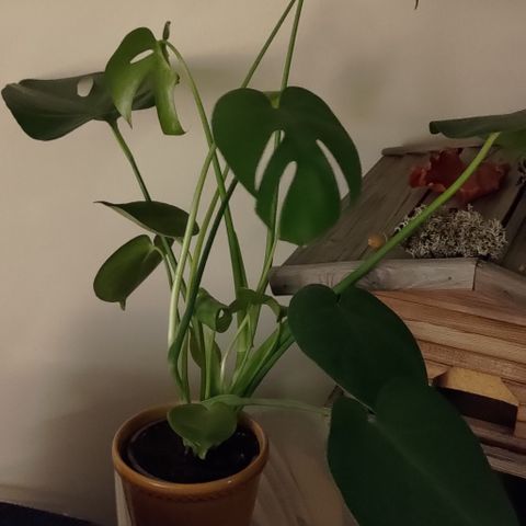 2 stk monstera