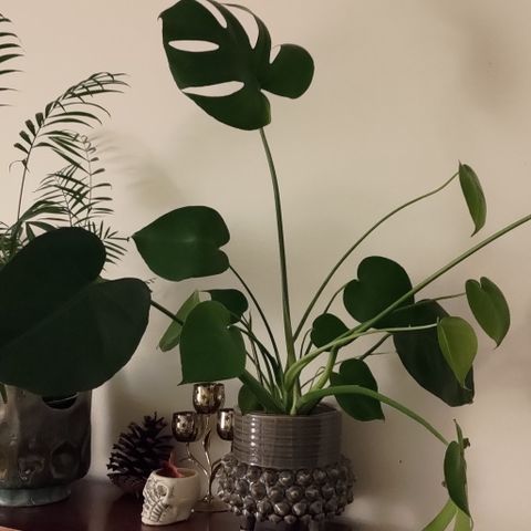 2 stk monstera