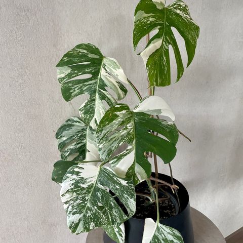 Monstera Variegata plante