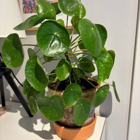 Pilea