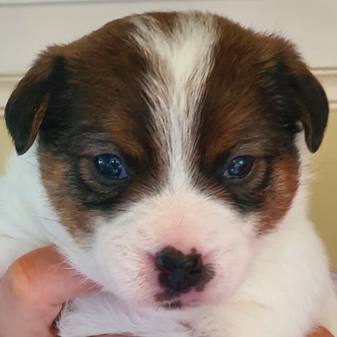 NKK-registrerte Jack Russell Terrier valper