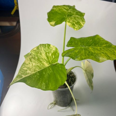 Alocasia Gangeana Aurea Plante