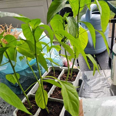 Chilliplante cayenne