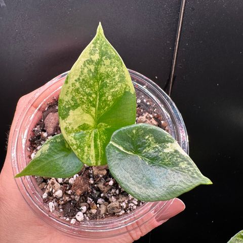 Alocasia Sinuata variegata