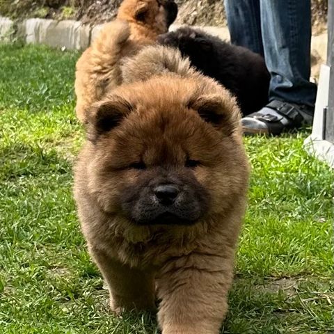 Langhår Chow chow valper