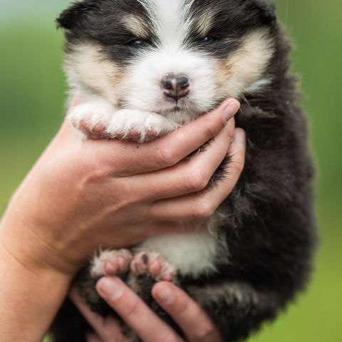 Finsk lapphund valper