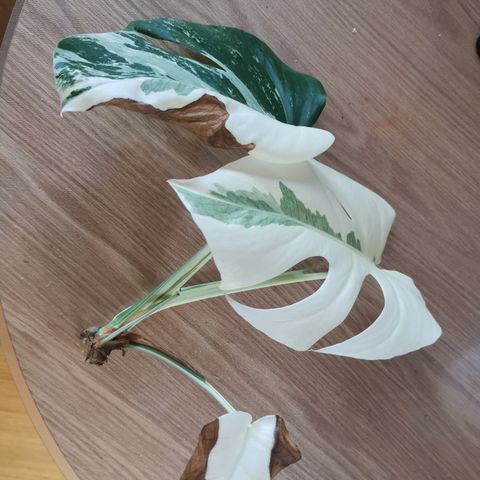 Monstera variegata top stikling