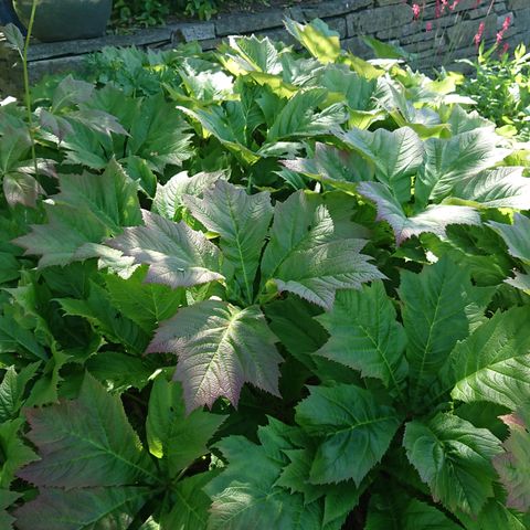 Koreabronseblad (Rodgersia podophylla)