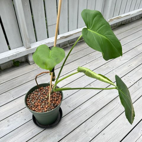 Monstera plante i 23cm Elho potte