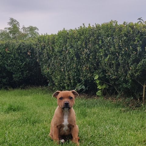 Staffordshire Bull Terrier hann søker forvert