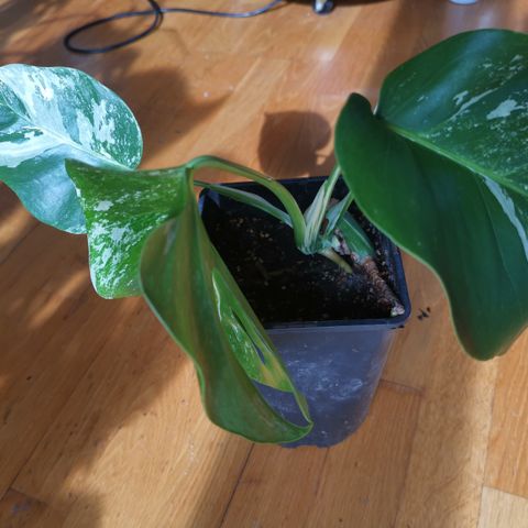 Monstera variegata side stikling