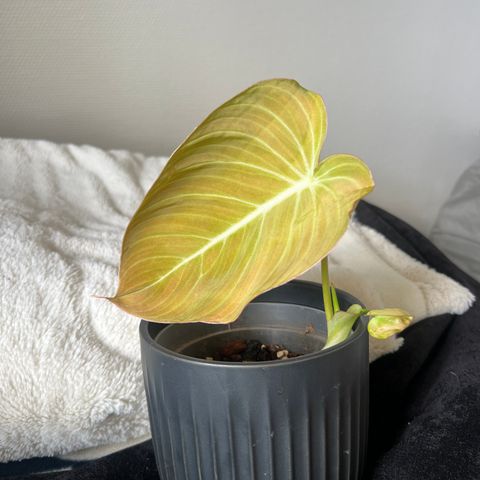 Philodendron Glorious plante