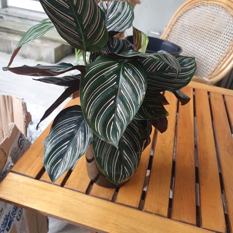 Planter - Monstera/Variegata/Calathela/Alocasia/Zamioculcas