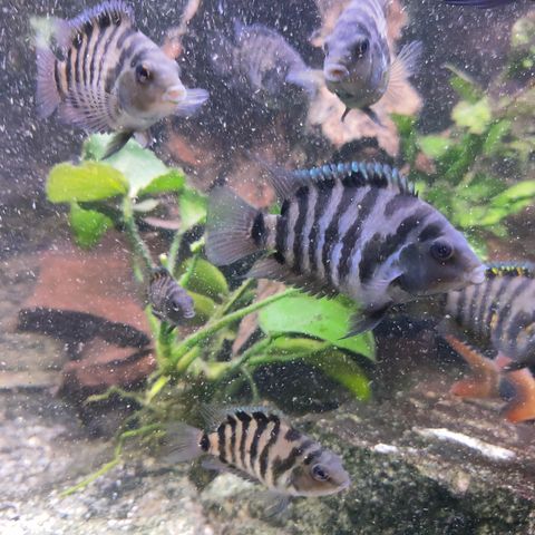 Convict Cichlid