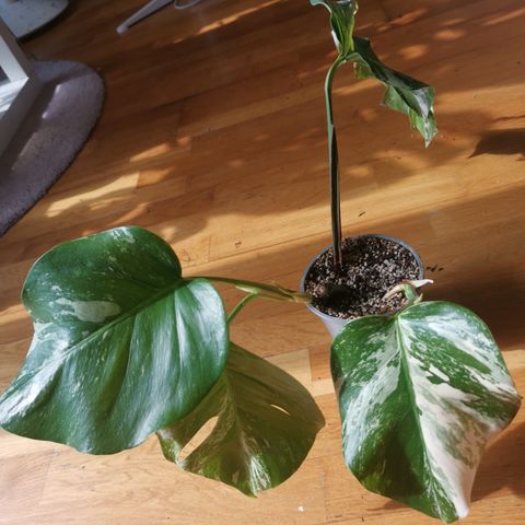 Monstera variegata side stikling