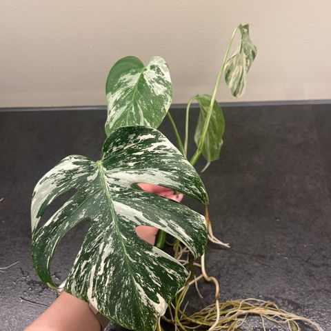 Monstera Variegata