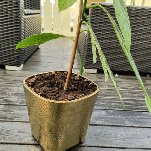 Avokado plante