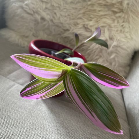 Tradescantia Nanouk og Purple heart siklinger