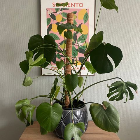 Monstera deliciosa (inkl potte og kokosfiber stang)