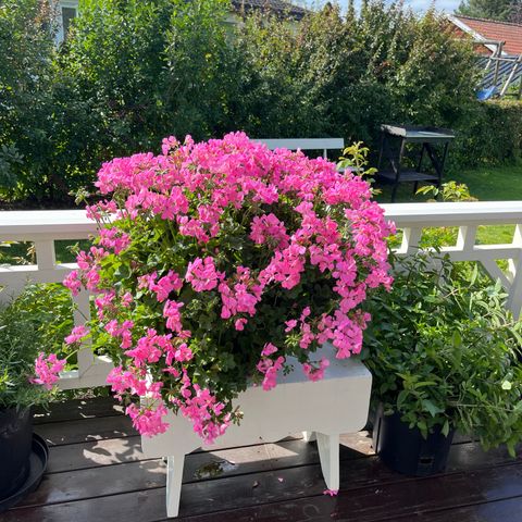 Fantastisk flott,kjempe stor Pelargonium.