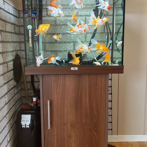 Juwel Aquarium 120L Complete Set with Fishes