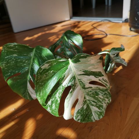 Monstera variegata top stikling