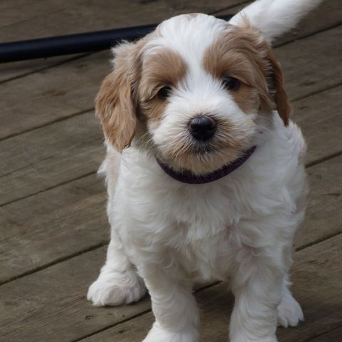 Australian labradoodles (ALD) til salgs