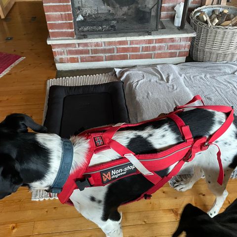 Non Stop combined harness, fleksisele, Stor hund