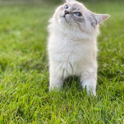 Neva Masquerade  kattunger er klar for å bli noens nye familiemedlem😻