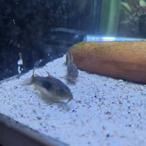 Corydoras leksgruppe