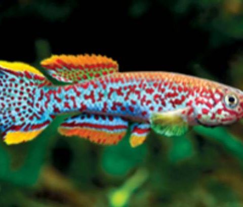 Killifish ( Tannkarpe - Gardneri )