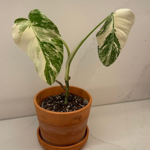 Monstera Variegata - Potteplante