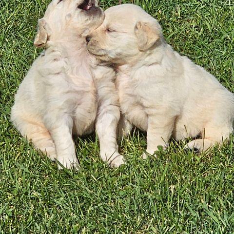 Goldenlabrador  valper