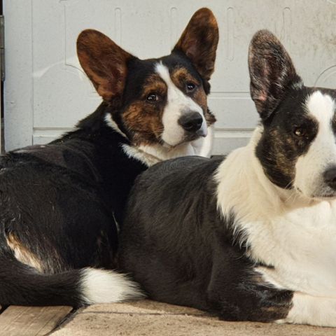 Welsh Corgi Cardigan valper.