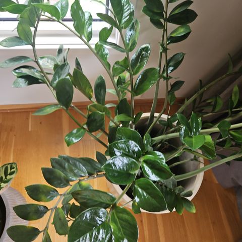 Fine zamioculcas plant