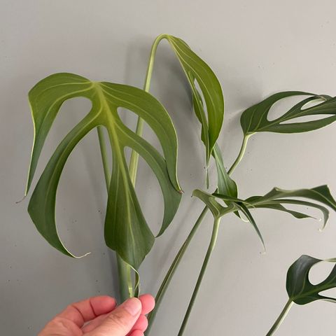 Monstera Burle Marx Flame stiklinger - 1 igjen!!