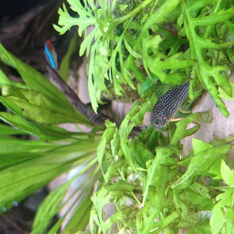 Sterba's corydoras

Fish 3 stk