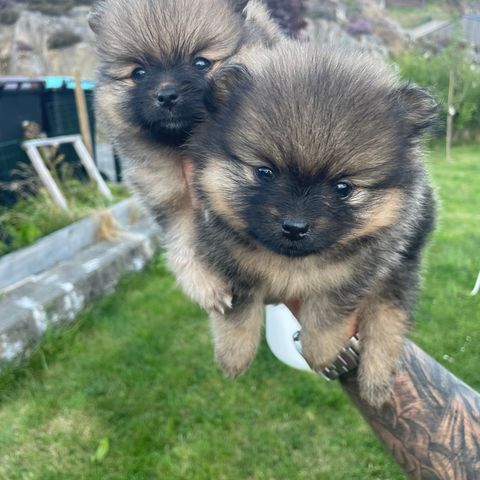 2 pomeranian gutter igjen, NKK reg.