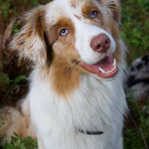 australian shepherd tispe selges