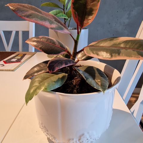 Ficus elastika Ruby