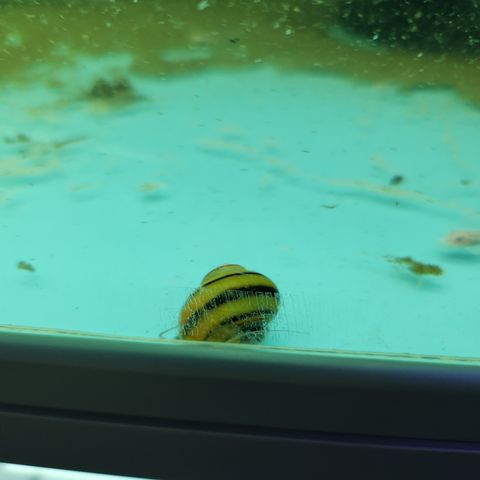 Asolene spixi - The Apple Zebra Snail Selges