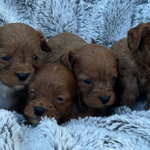 Mini Cavapoo